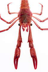 lobster
