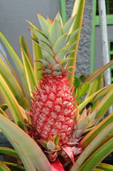 Exotic Red Color Pineapple Ready For Harvest