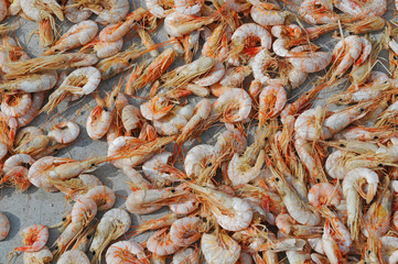 Drying Shrimps In The Open