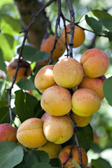 Fresh ripe apricots