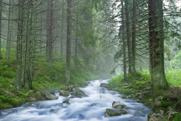  river in a wet forest © Yuriy Kulik
