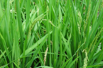 Fototapeta na wymiar Closeup Of Rice Stalks In A Paddy Field