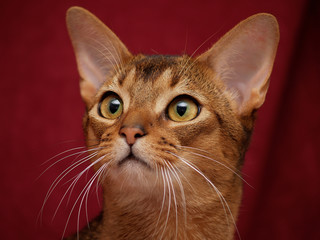 Bengalkatze