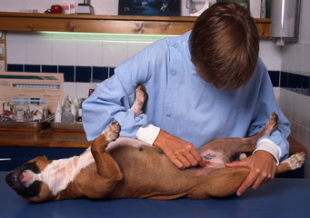 lecture du tatouage dermographique d'un chien bull terrier
