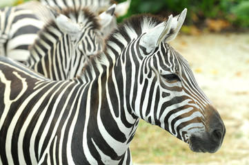 Fototapeta na wymiar Closeup Of Zebra