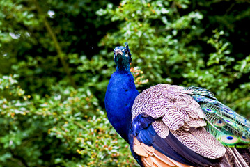 Obraz premium Peacock