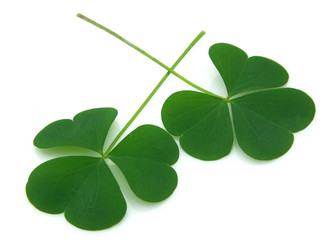 Obraz premium Clover on good luck