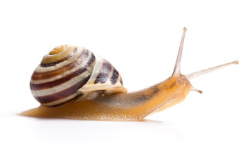 the garden snail