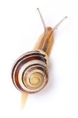 the garden snail