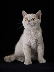 Britisch Kurzhaar Katze