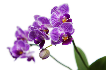 vivid pink phalaenopsis orchid flower isolated on white