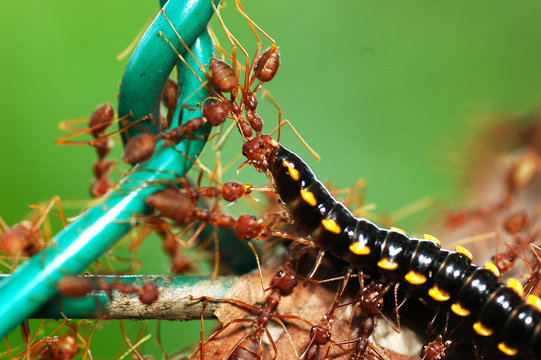 Hunting ants