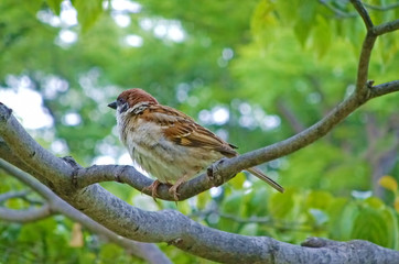 Sparrow on a Branch