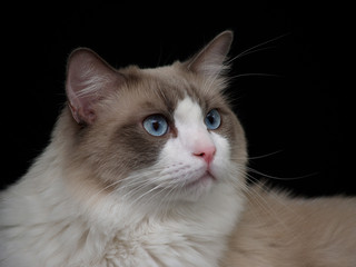 Ragdoll