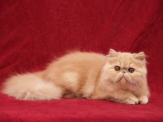 Perserkatze 15