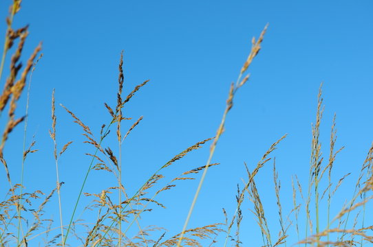 Wheat Grass with Sky