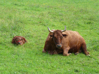 Kuh in groß und klein