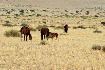 chevaux du desert