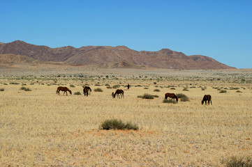 Fototapeta na wymiar chevaux du desert 3
