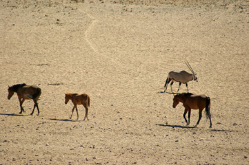 chevaux et oryx 2
