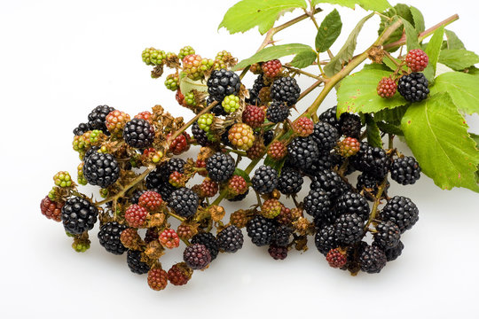 Rametti bilder – Bläddra bland 378 stockfoton, vektorer och videor ...