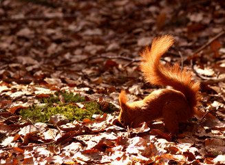 Eichhörnchen auf Futtersuche © morianpics