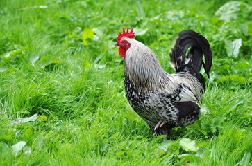 Wild cockerel