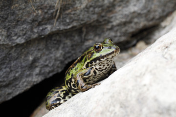 Green frog sitting on the stone