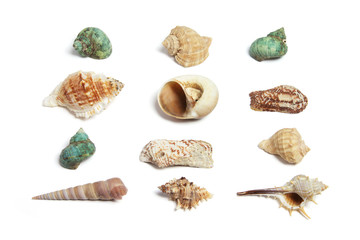 Collection of Seashells