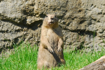 Präriehunde, schwarzschwanz, augen, nase, fell, nagetier, graben