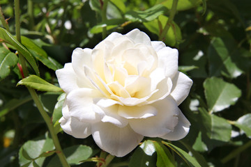 Rose blanches