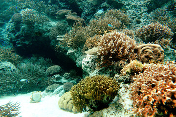 Naklejka na ściany i meble coral in sea