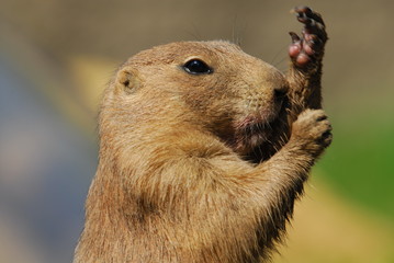Präriehunde, schwarzschwanz, augen, nase, fell, nagetier, graben