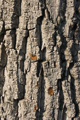 Tree bark