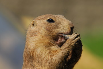 Präriehunde, schwarzschwanz, augen, nase, fell, nagetier, graben