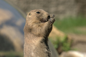 Präriehunde, schwarzschwanz, augen, nase, fell, nagetier, graben