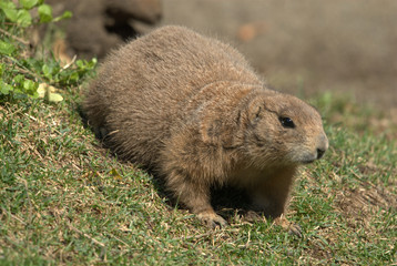Präriehunde, schwarzschwanz, augen, nase, fell, nagetier, graben