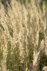 Fototapeta premium grass