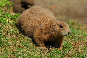 Präriehunde, schwarzschwanz, augen, nase, fell, nagetier, graben