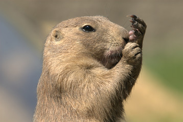 Präriehunde, schwarzschwanz, augen, nase, fell, nagetier, graben