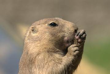 Präriehunde, schwarzschwanz, augen, nase, fell, nagetier, graben