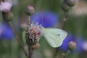 papillon pieride des choux © hcast