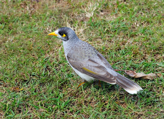 Weißstirn-Schwatzvogel