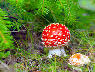 Red fly agaric on a fur-tree