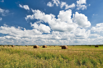 Hay harvesting background