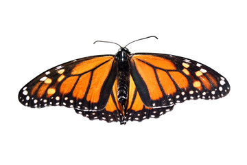 Fototapeta na wymiar Orange Monarch Butterfly