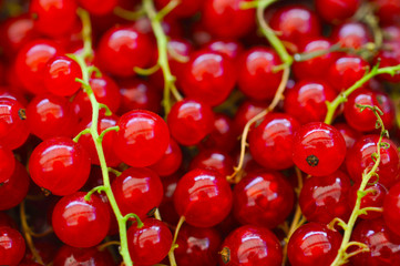 Johannisbeeren