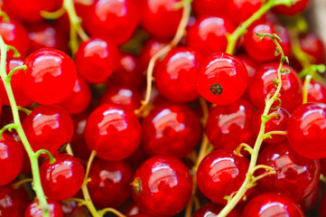 Johannisbeeren