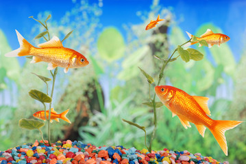 fishtank with goldfish