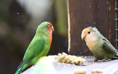 love birds